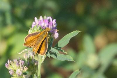 <i>Thymelicus acteon</i>