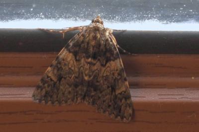 <i>Catocala promissa</i>