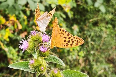 <i>Argynnis paphia</i>