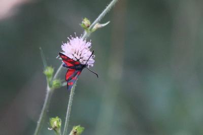 <i>Zygaena filipendulae</i>