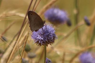 <i>Maniola jurtina</i>
