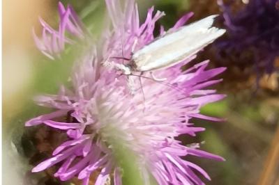 <i>Pleurota aristella</i>
