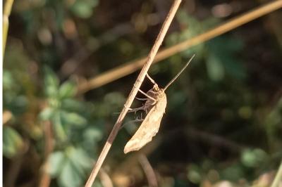 <i>Pyrausta despicata</i>