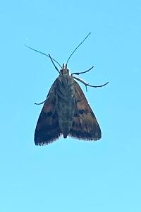 <i>Pyrausta despicata</i>