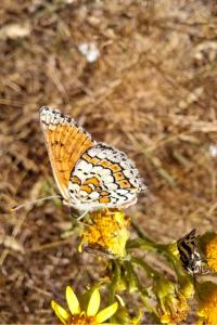 <i>Emmelia trabealis</i>