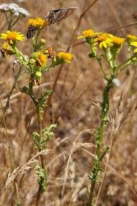 <i>Melitaea cinxia</i>