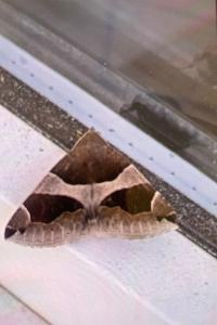 <i>Dysgonia algira</i>