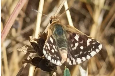 <i>Spialia sertorius</i>