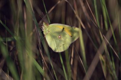 <i>Colias crocea</i>