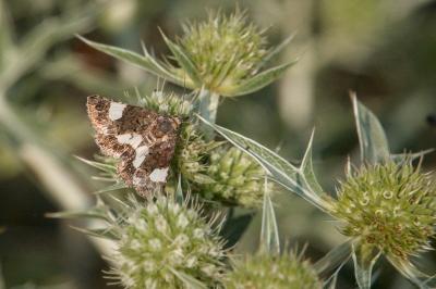 <i>Tyta luctuosa</i>
