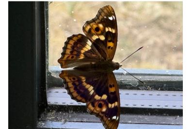 <i>Apatura ilia</i>