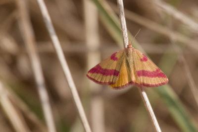 <i>Lythria cruentaria</i>