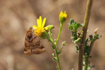 <i>Euclidia glyphica</i>