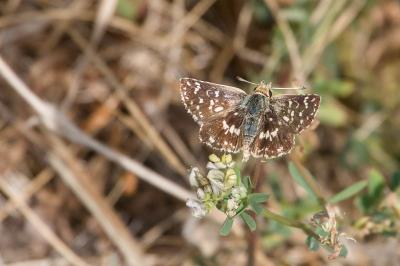 <i>Spialia sertorius</i>