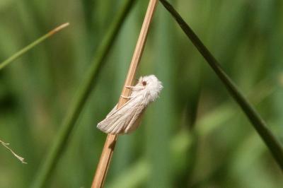 <i>Mythimna pallens</i>