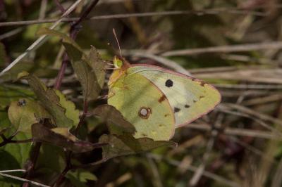 <i>Colias crocea</i>