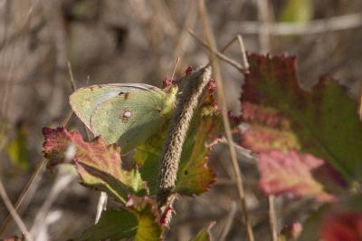 <i>Colias crocea</i>