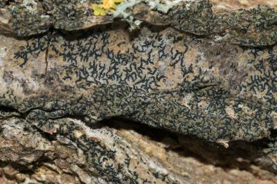 <i>Opegrapha vulgata</i>