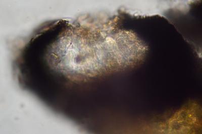 <i>Opegrapha vulgata</i>