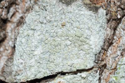 <i>Ochrolechia</i>