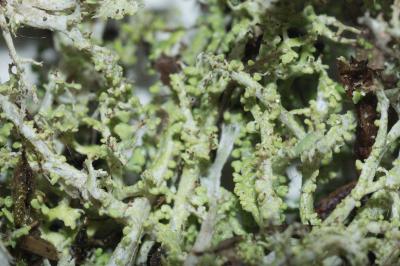 <i>Cladonia furcata</i>
