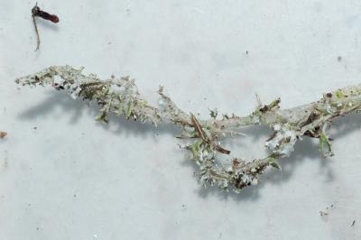 <i>Cladonia furcata</i>