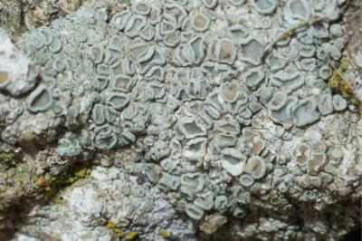 <i>Polyozosia albescens</i>