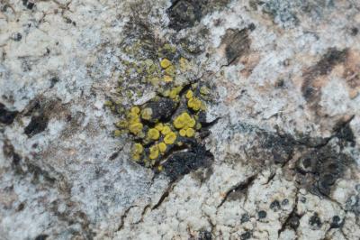 <i>Athallia cerinella</i>