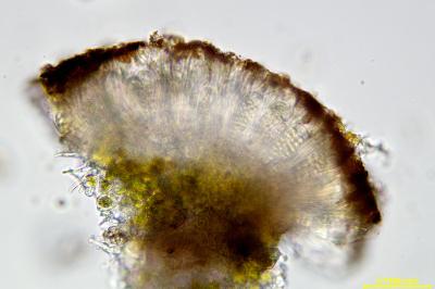 <i>Athallia cerinella</i>