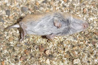 Clethrionomys glareolus