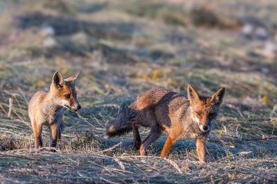 Canidae