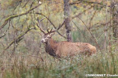 Cervus elaphus