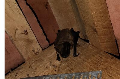 Eptesicus serotinus