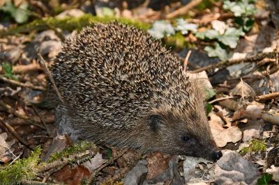 Erinaceidae