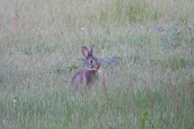 Oryctolagus cuniculus