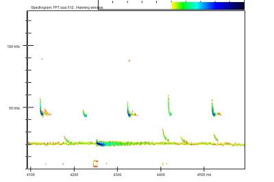 Pipistrelle commune