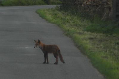 Renard roux