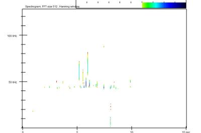 Pipistrelle commune