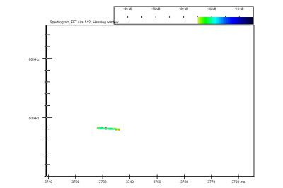 Pipistrelle de Nathusius