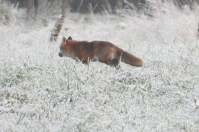 Renard roux