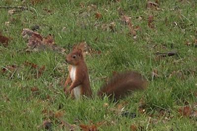 Écureuil roux