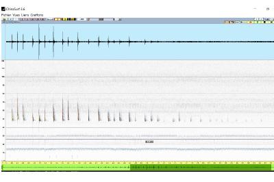 Pipistrelle commune