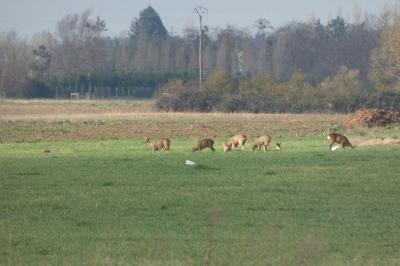 Chevreuil européen