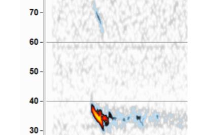 Barbastelle d'Europe