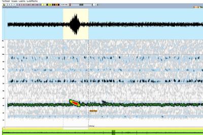 Barbastelle d'Europe