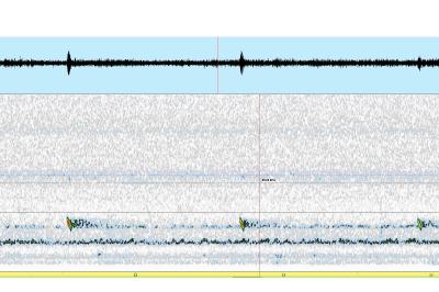 Barbastelle d'Europe