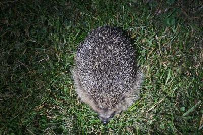 Hérisson d'Europe