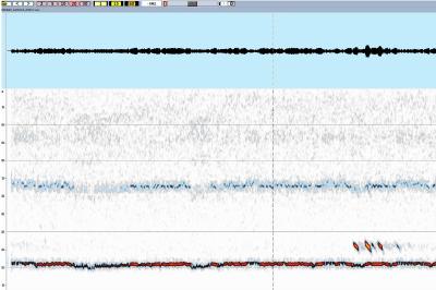 Barbastelle d'Europe