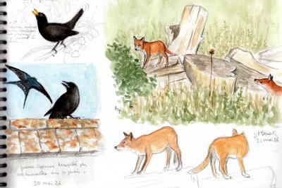 Renard roux