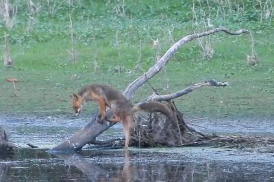 Renard roux